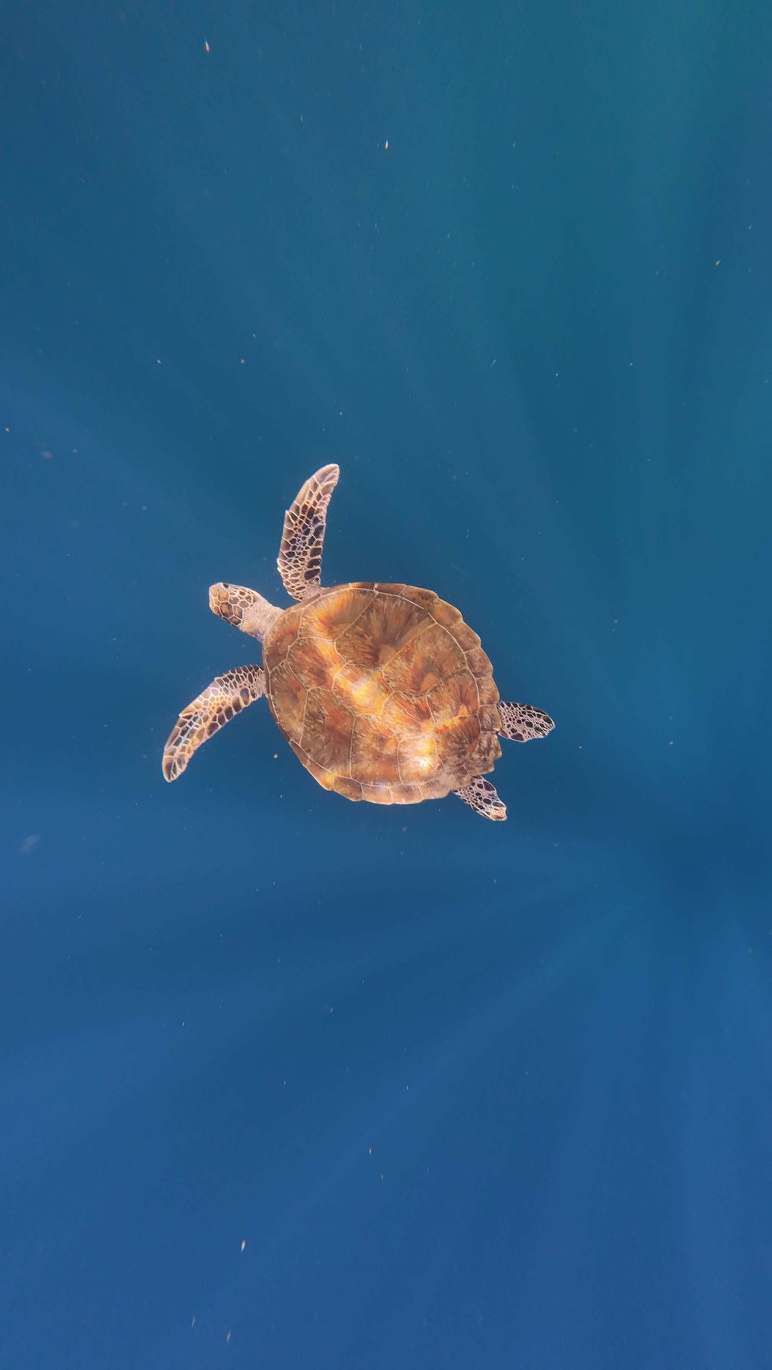 A sea turtle in the waters near El Nido